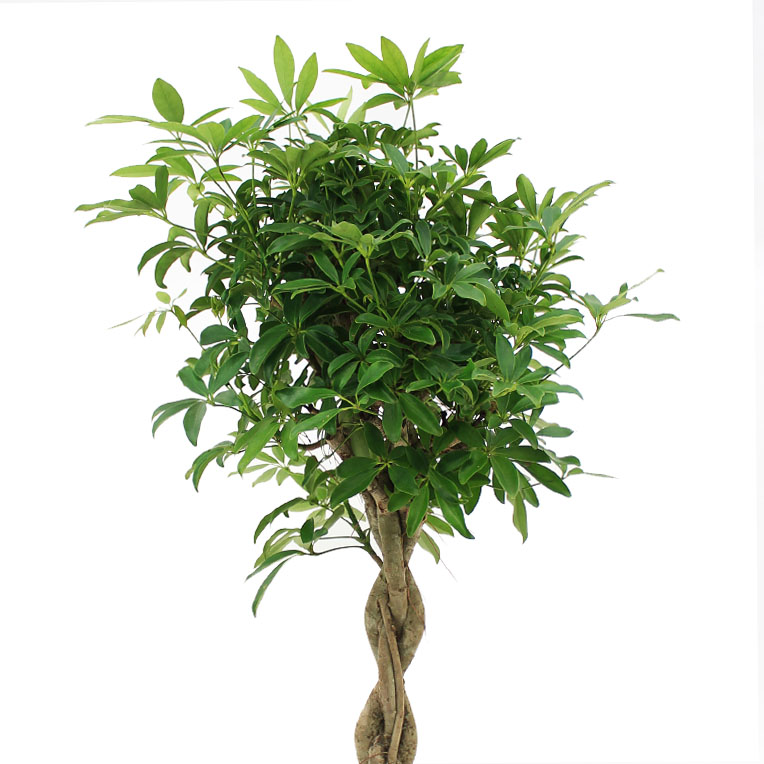 Schefflera Hydrokultur kaufen? 123zimmerpflanzen
