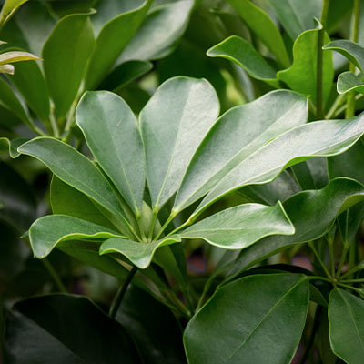 Schefflera Arboricola