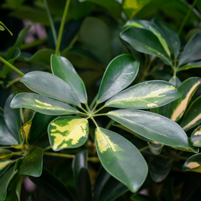 Schefflera kaufen