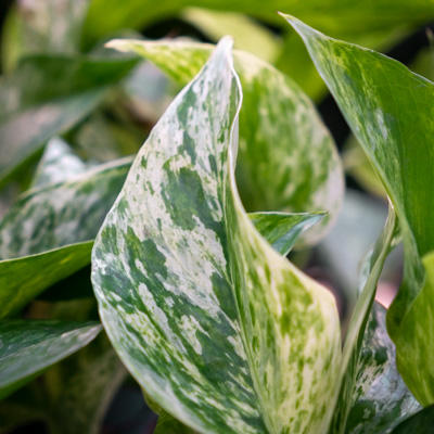 Efeutute Marble Queen