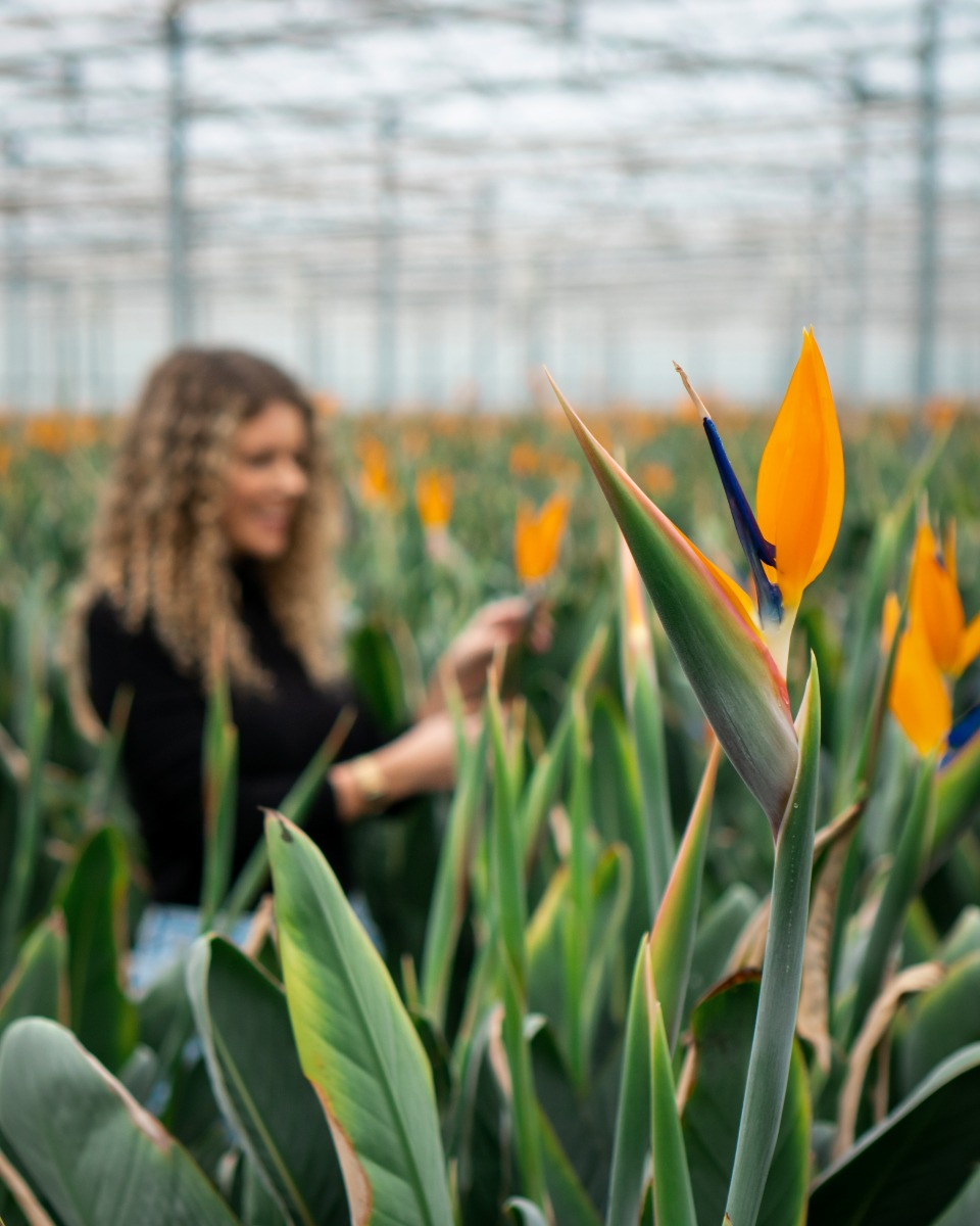 Großes Strelitzia Pflanzen kaufen