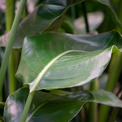 Strelitzia Nicolai kaufen?