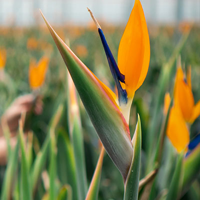 Strelitzia Reginae kaufen?