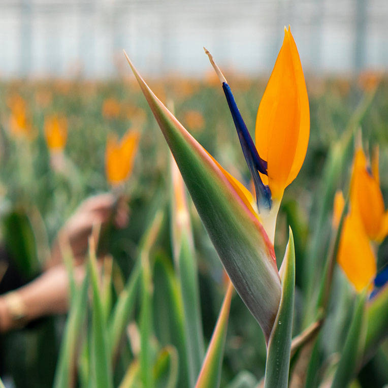 Sonne liebende Strelitzia kaufen