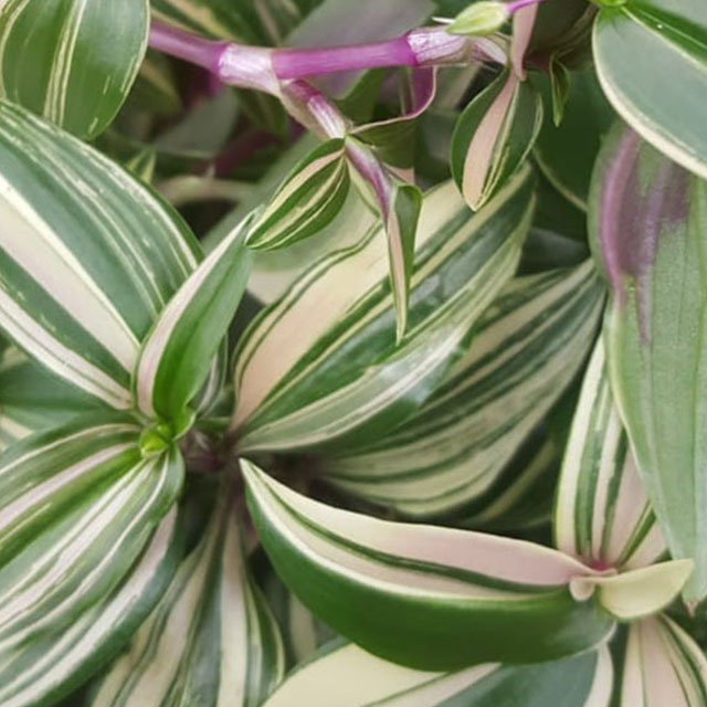 Tradescantia Quadricolor kaufen?