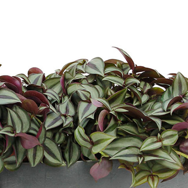 Tradescantia Zebrina kaufen?