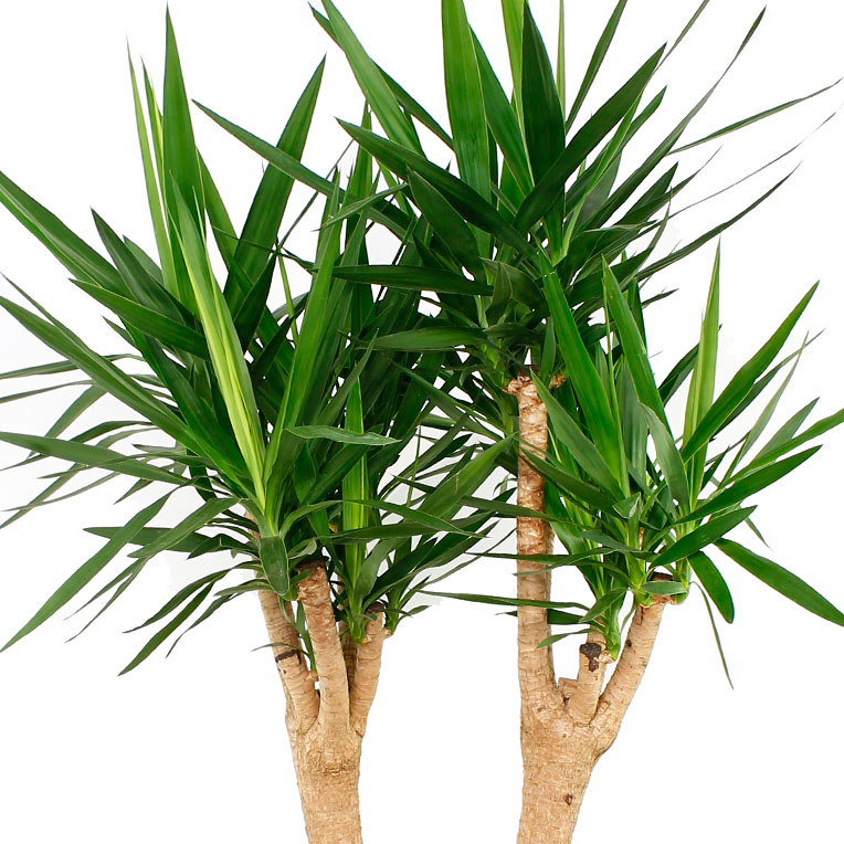 Yucca Palme (Palmlilien) kaufen? - 123zimmerpflanzen