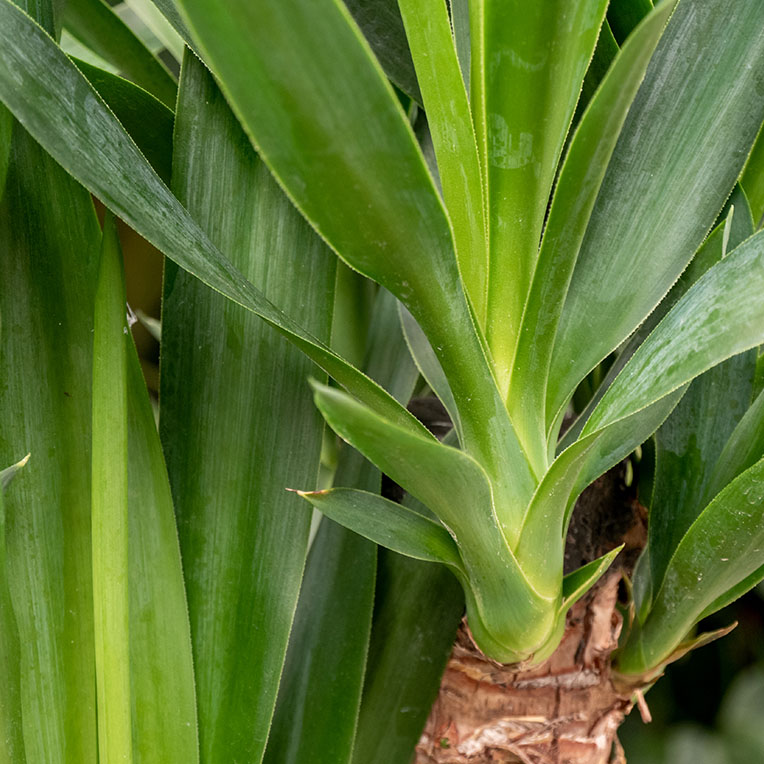 Sonne liebende Yucca kaufen