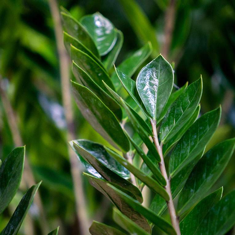 Zamioculcas kaufen