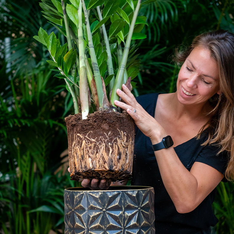 Wurzelsystem Zamioculcas