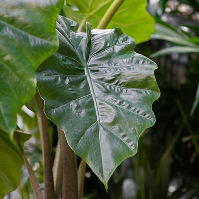 Alocasia hydrokultur kaufen?