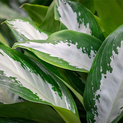 Hydrokultur Aglaonema Kolbenfaden