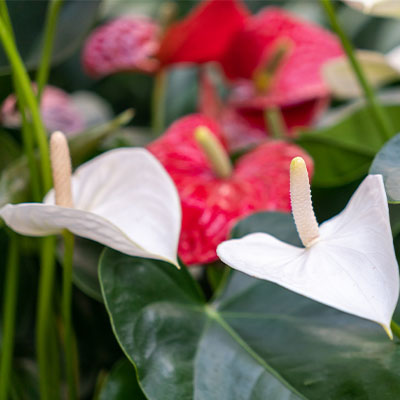 Hydrokultur Anthurium kaufen