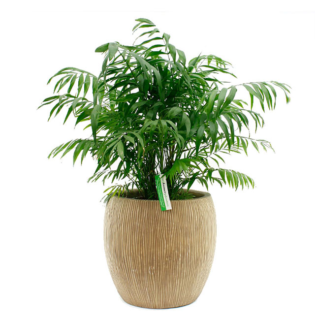 Hydrokultur Bergpalme kaufen? Hydrokultur Bergpalme kaufen?