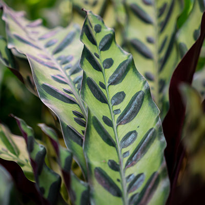 Hydrokultur Calathea kaufen