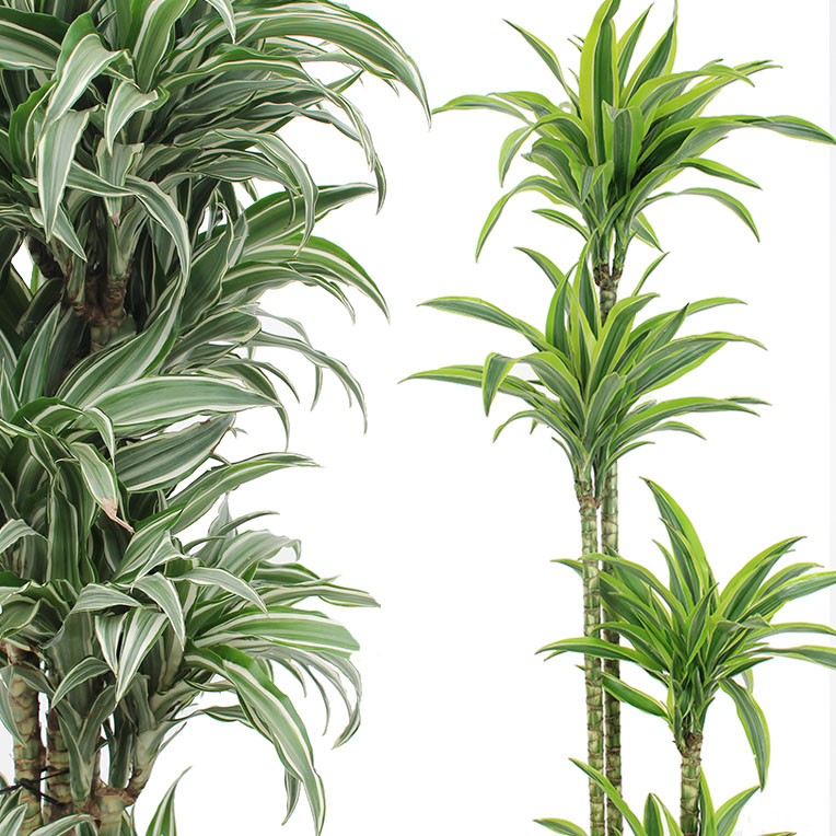 drachenbaum hydrokultur