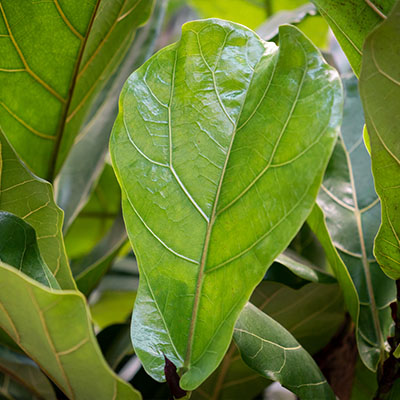 Hydrokultur Ficus online bestellen