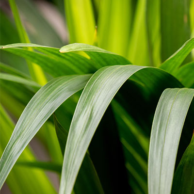 Hydrokultur Kentia Palme bestellen