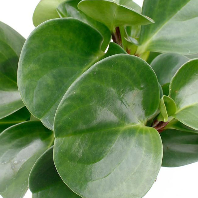 Peperomia auf hydrokultur kaufen?