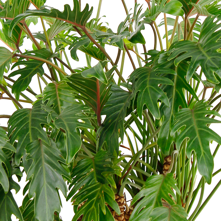 Hydrokultur Philodendron kaufen