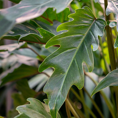 Hydrokultur Philodendron kaufen