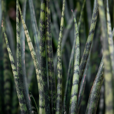 Sansevieria in Hydrokultur kaufen