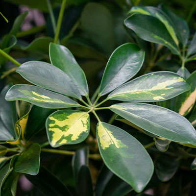 Schefflera in Hydrokultur bestellen