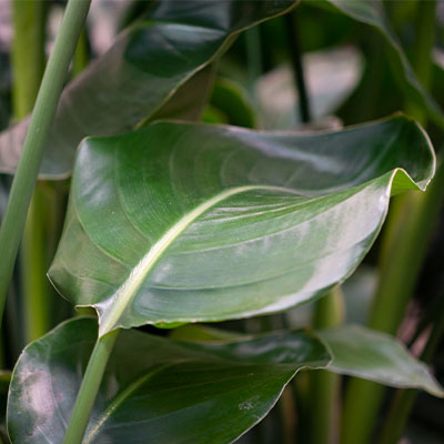 Hydrokultur strelitzia kaufen?