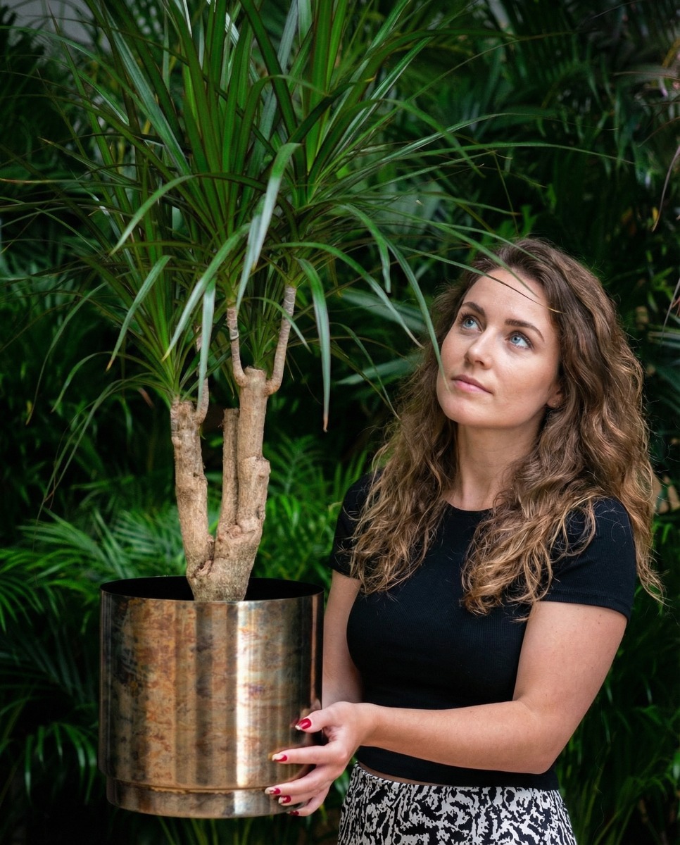 robuste Dracaena kaufen