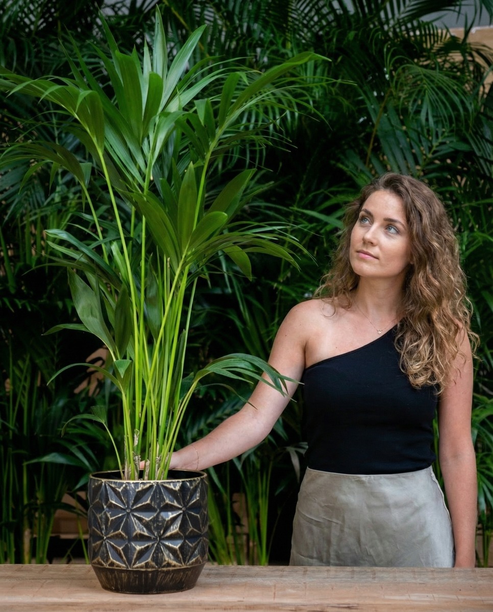 robuste Kentia kaufen