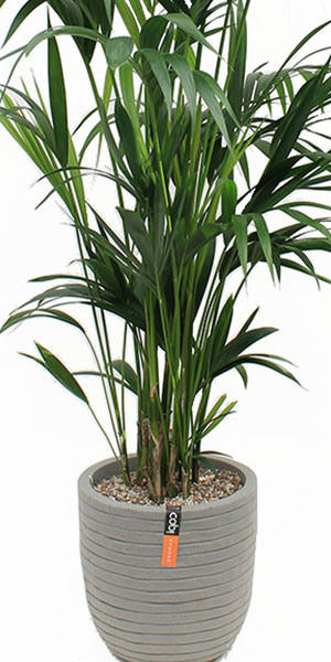 Kentia palme in Capi Pflanzgefäße Kentia palme in Capi Pflanzgefäße