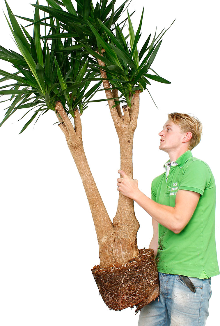 Blumenerde Informationen Blumenerde Informationen