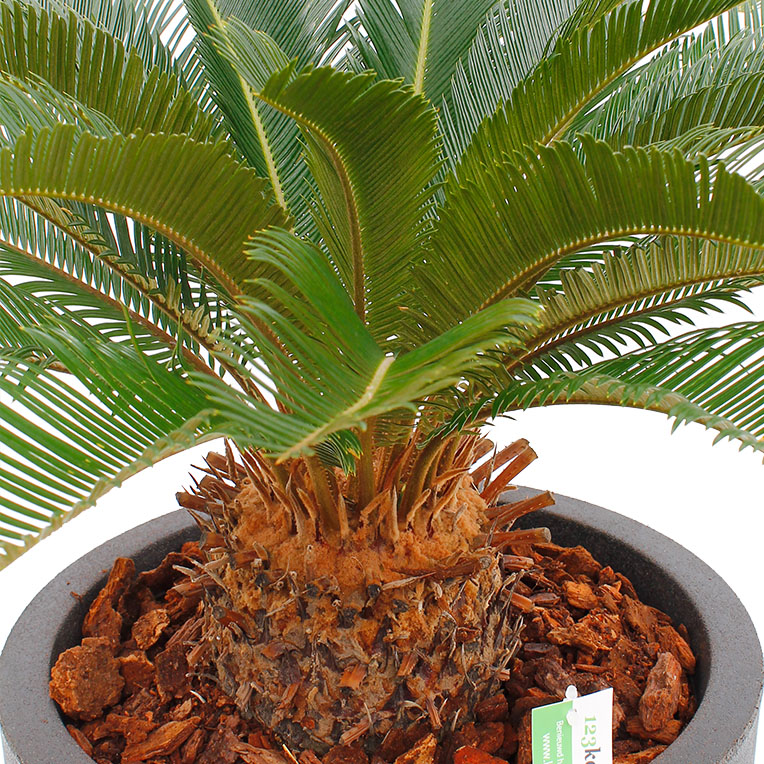 Cycas pflanzendünger 