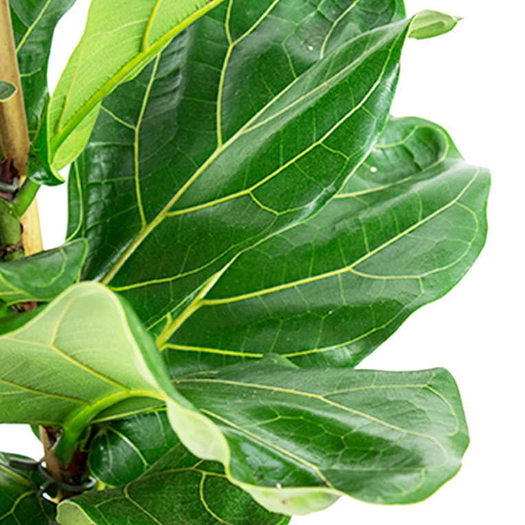 Zimmerpflanzen Giessen Und Wasserbedarf 123zimmerpflanzen