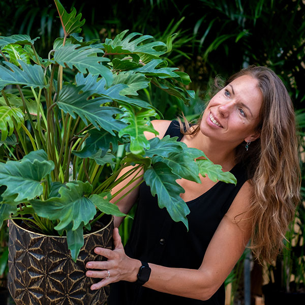 Philodendron durchschnittliches Wasser