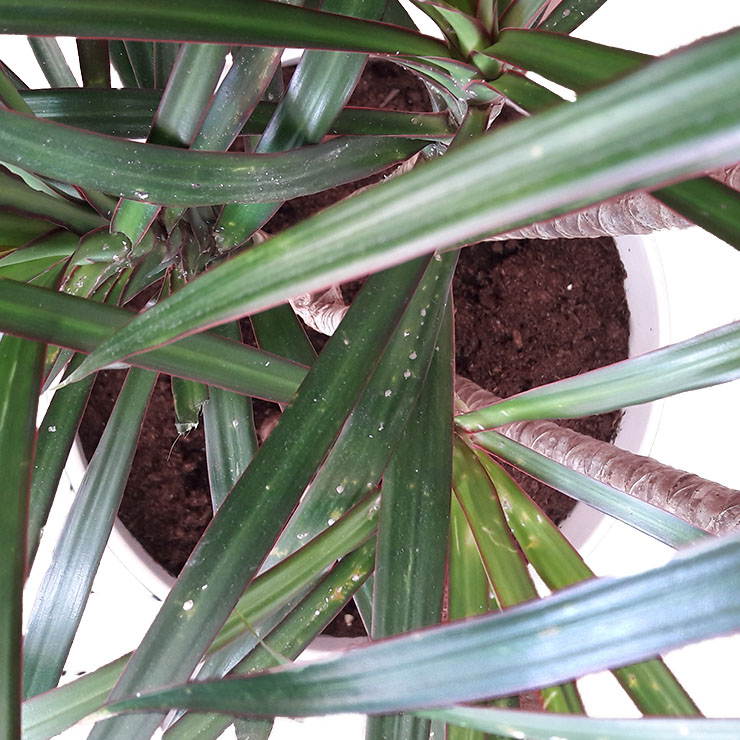 Schildlaus dracaena Schildlaus dracaena