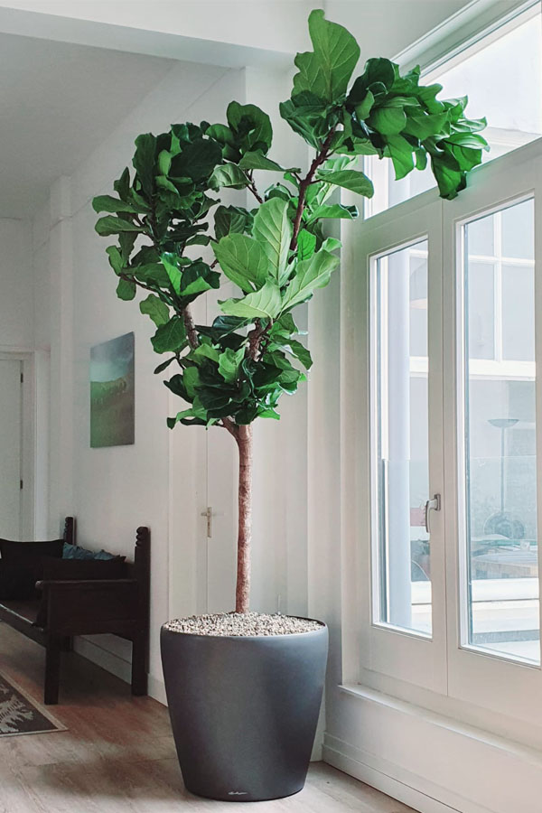 Ficus Lyrata Standort Volle Sonne