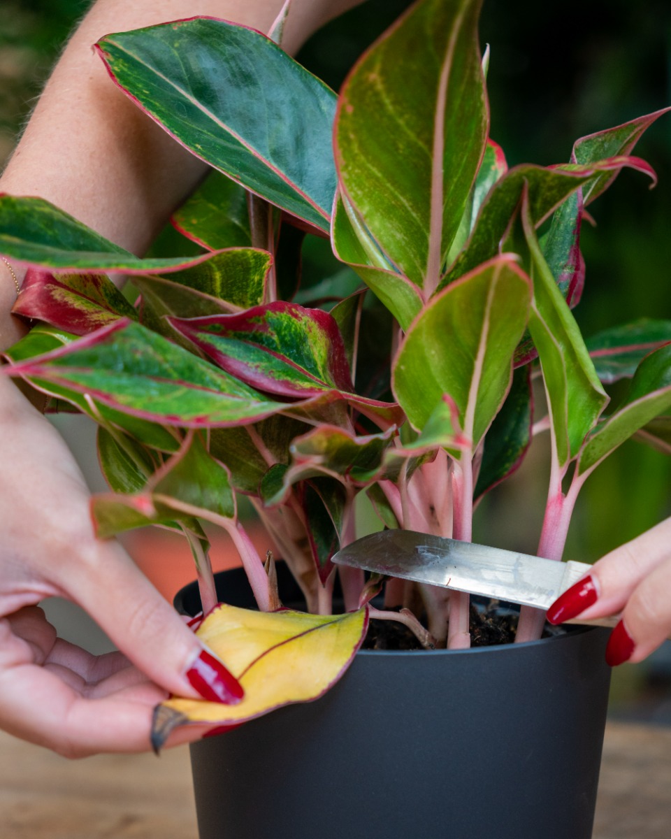 Aglaonema schneiden