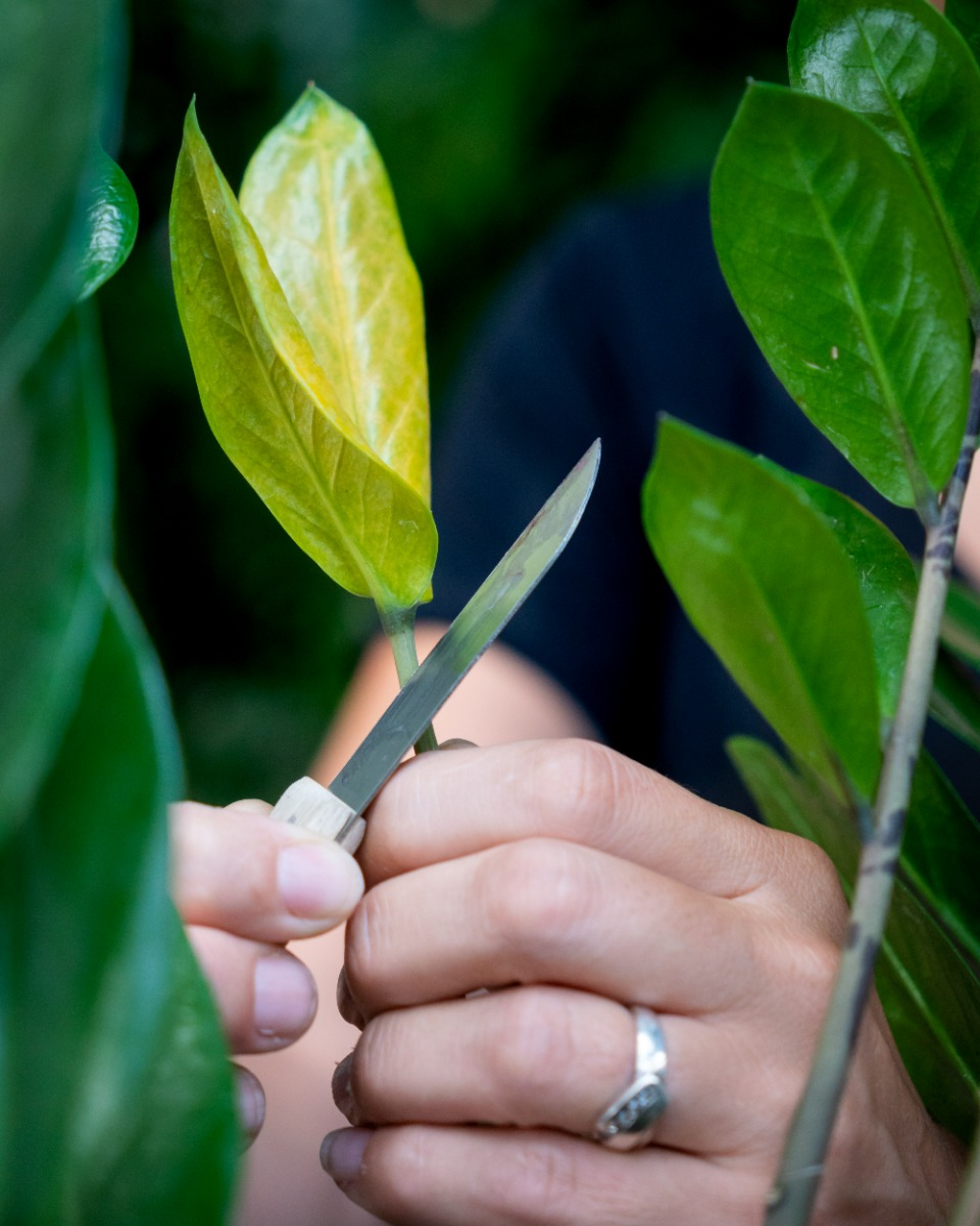 Zamioculcas schneiden