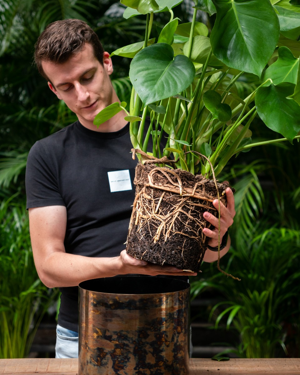 Monstera umtopfen