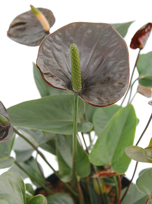 Blühende Anthurium