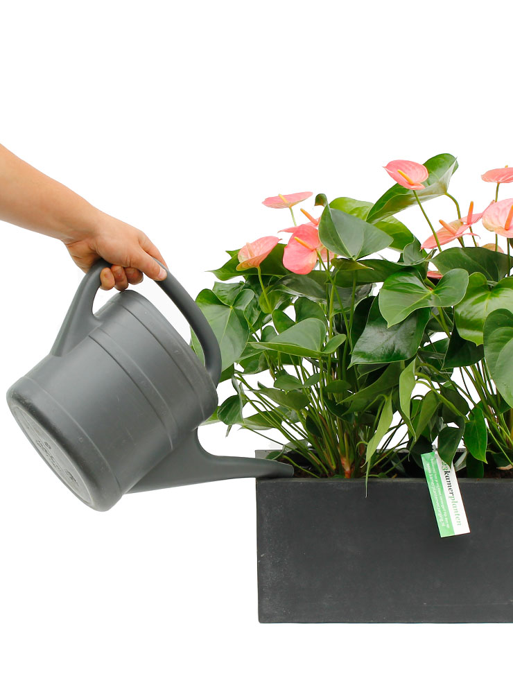 Anthurium Pflegetipps 123zimmerpflanzen (Flamingoblumen) Informationen und -