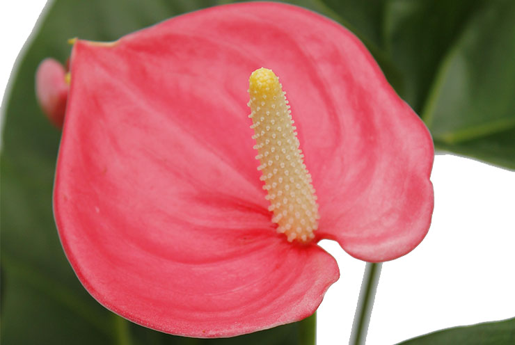 Anthurium (Flamingoblumen) Pflegetipps und Informationen - 123zimmerpflanzen