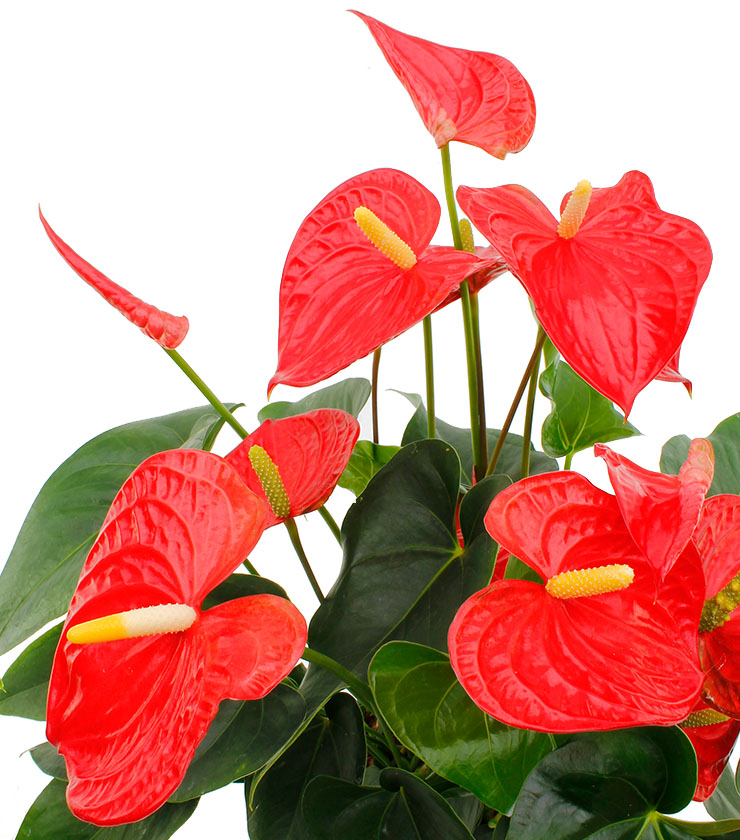 Anthurium (Flamingoblumen) Pflegetipps und Informationen - 123zimmerpflanzen