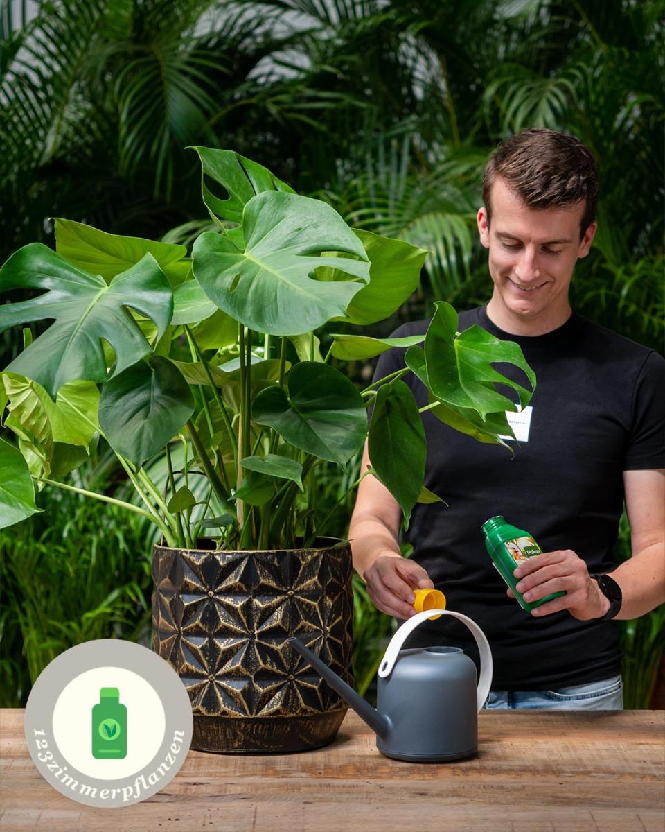 Düngen der Monstera