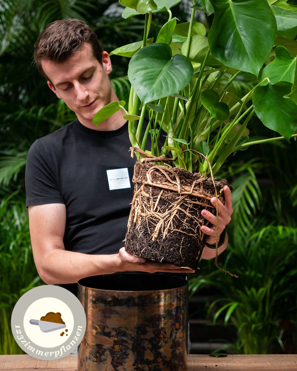 Monstera Umtopfen