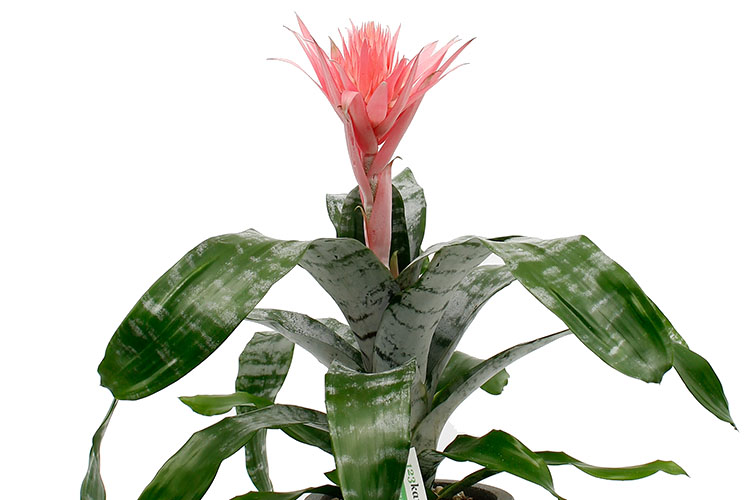 Aechmea Pflege Aechmea Pflege