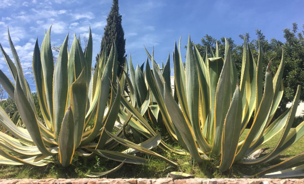 Agave Standort