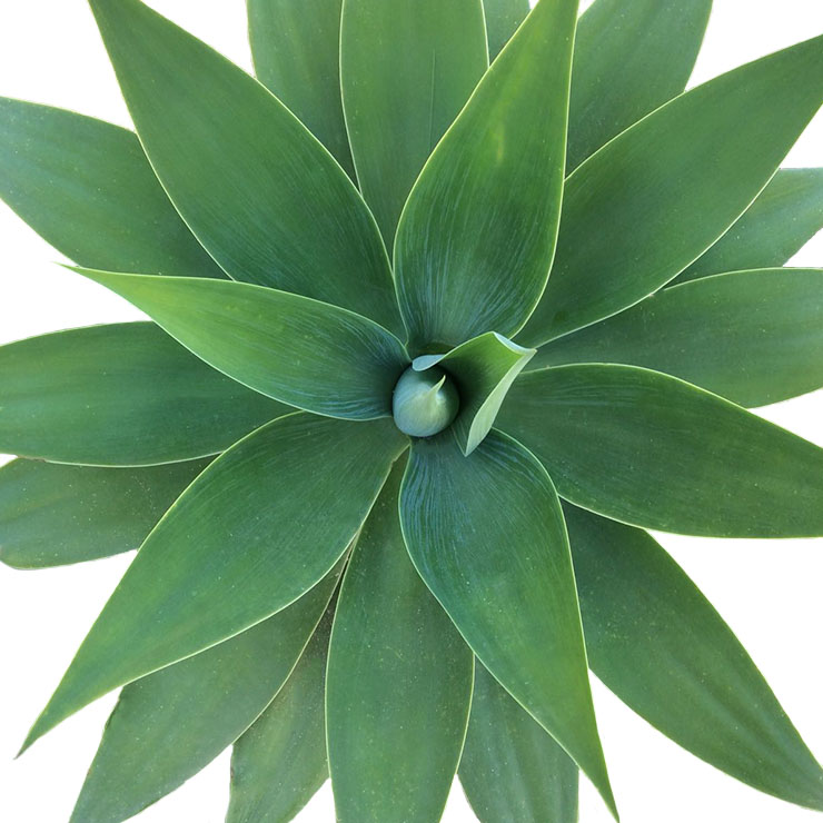 Agave Pflege Agave Pflege