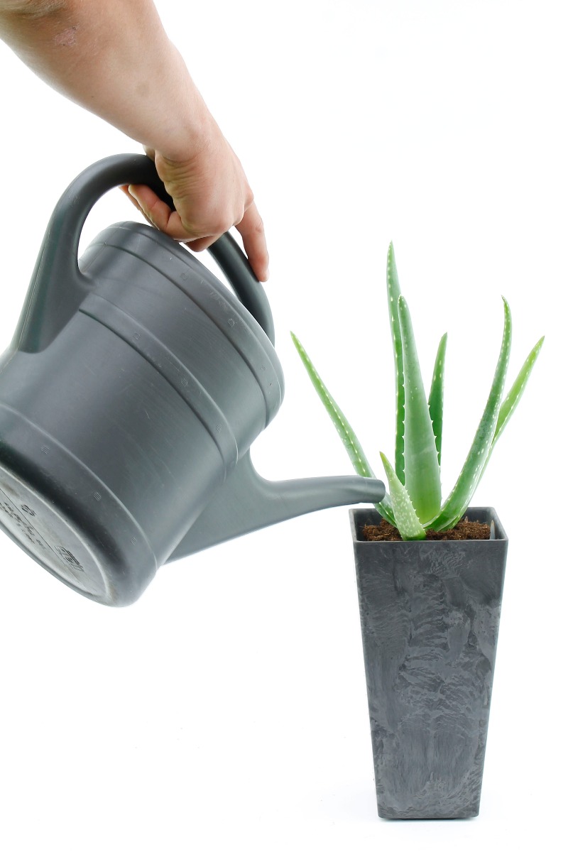 Aloe Vera Gießen Aloe Vera Gießen